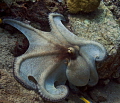   Reef Octopus daytime hunt..... day-time day time hunt  
